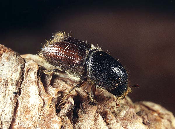 Короеды (Ipidae)